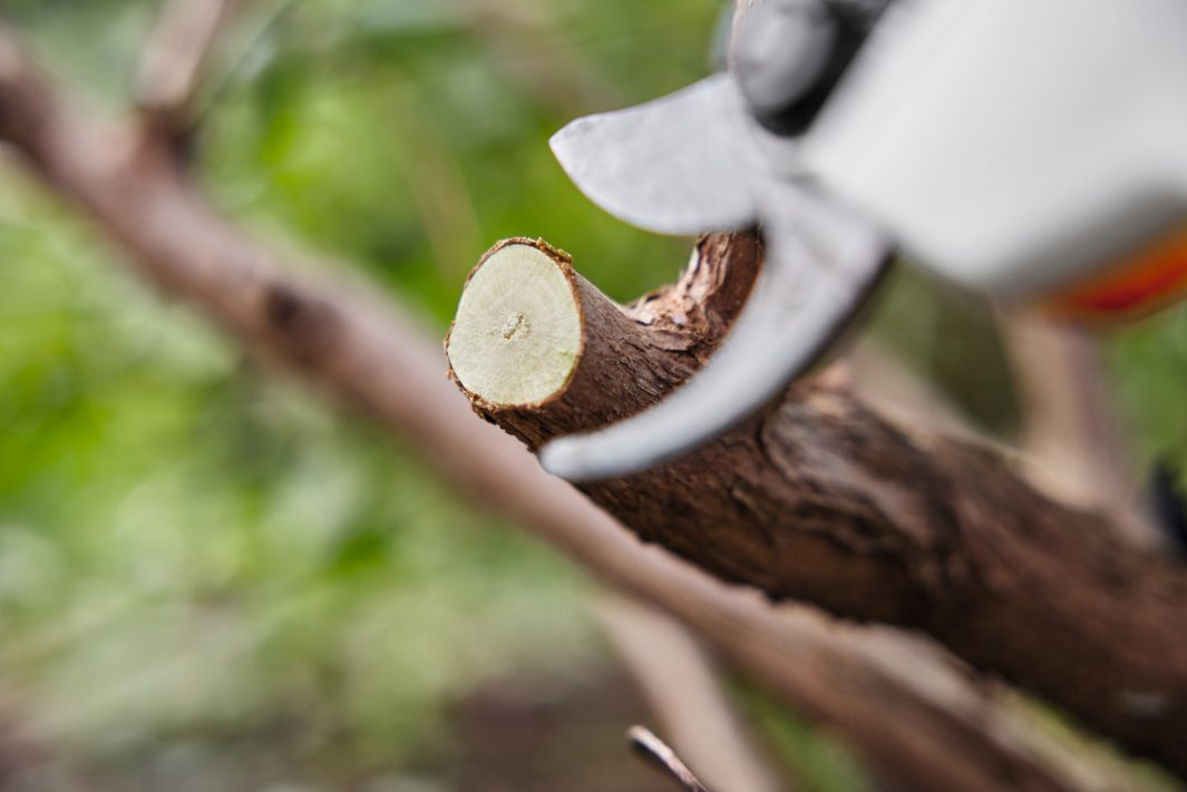 STIHL ASA20 Cordless Pruning Shears
