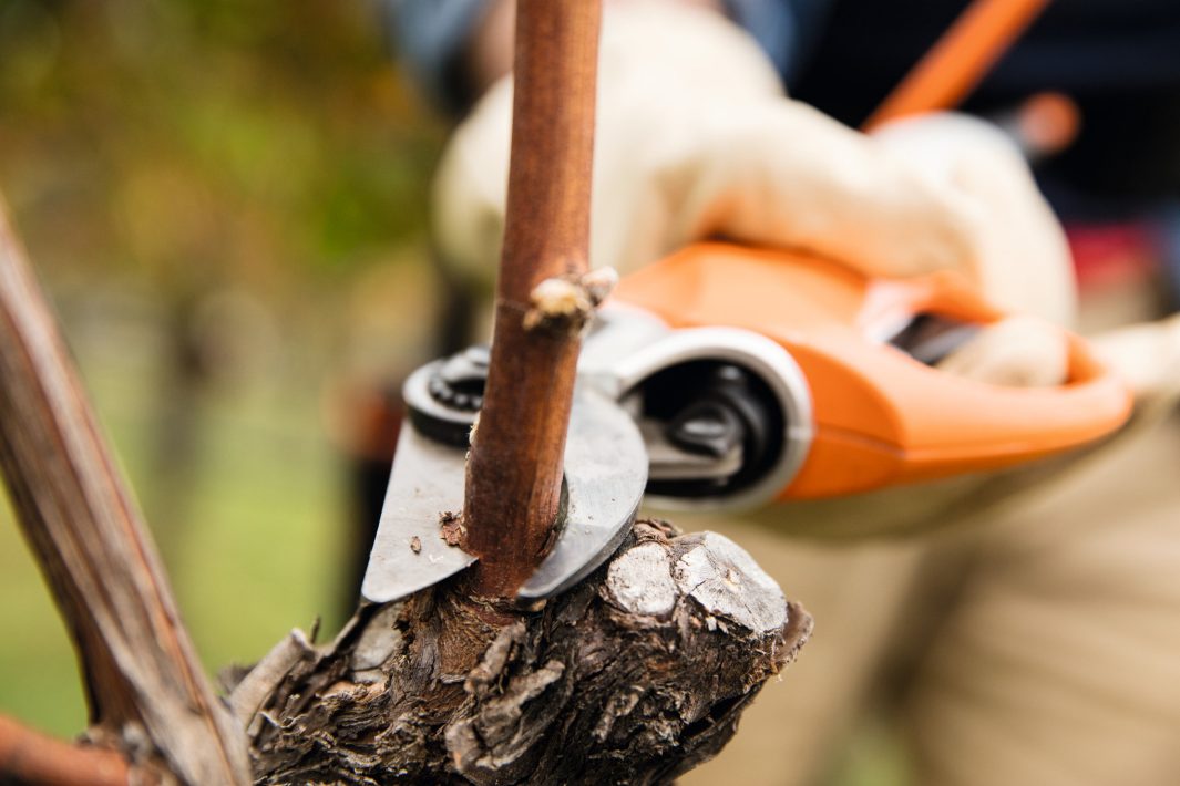 STIHL ASA20 Cordless Pruning Shears