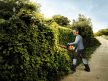 HS82R STIHL hedge trimmer used by person trimming tall green hedges outdoors