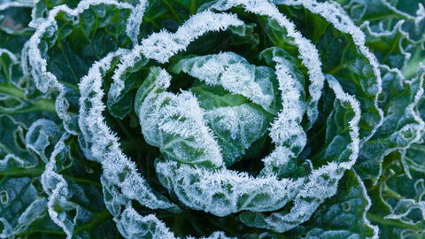 5 Winter Gardening Mistakes SA Gardeners Make (And How to Fix Them)