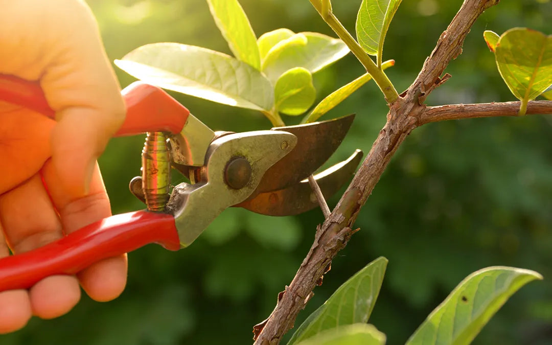 How to Winterise Your Garden in South Africa