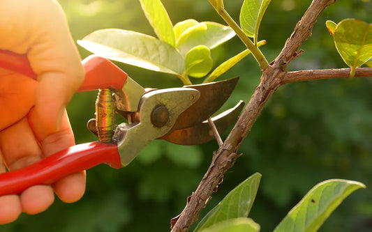 How to Winterise Your Garden in South Africa