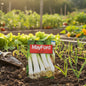MAYFORD VEGETABLE SEEDS