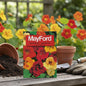 MAYFORD FLOWER SEEDS