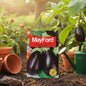 MAYFORD VEGETABLE SEEDS