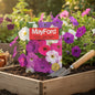 MAYFORD FLOWER SEEDS
