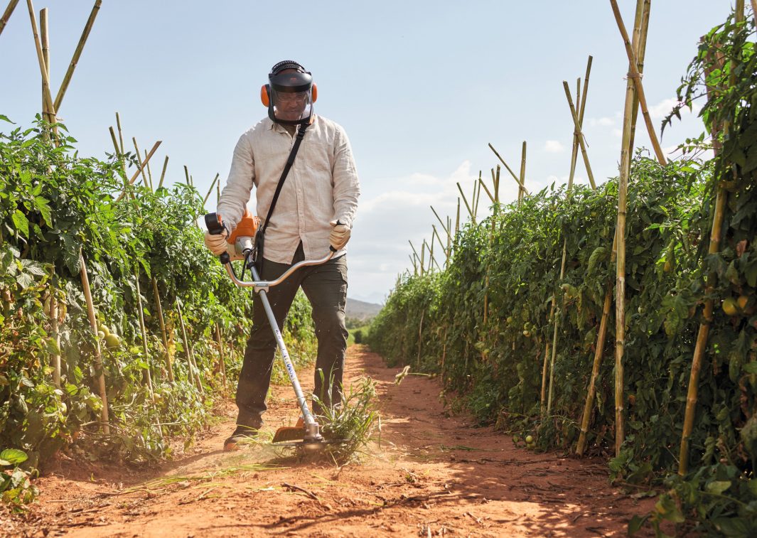 Man using STIHL FS230 brushcutter for sale to clear weeds between rows of plants in a garden
